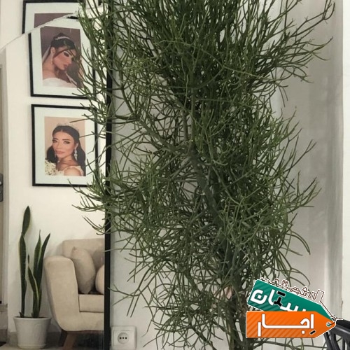 اجاره لاین های زیبایی سالن