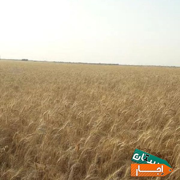 اجاره بهترین زمین کشاورزی 6 هکتار در گمبد کاووس