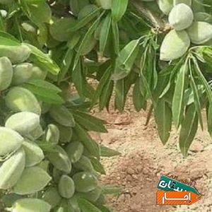 اجاره 100 هکتار زمین کشاورزی کشت دیم در اقلید شیراز با بهترین مکان