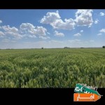 اجاره-زمین-کشاورزی