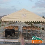 اجاره-میز-و-صندلی-سایه-بان-کرج