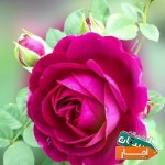 تالار-و-سالن-جشن-عقد-تولد-نامزدی-مهمانی-عمارت-طلایی