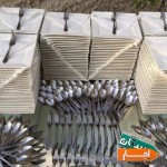 ظروف-کرایه-و-اجاره-تجهیزات-مجالس