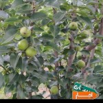 اجاره-زمین-کشاورزی
