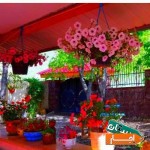 اجاره-ویلاباغ-دماوندخنک-سرسبزکوهستانی