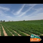 اجاره-زمین-کشاورزی