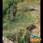 اجاره-زمین-کشاورزی
